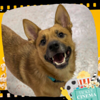 nyshelterpets's tweet photo. πΎ Come visit #TORMOND before time runs out! #NYC He's the perfect companion! #adoptdontshop β€οΈ https://t.co/3oedbJqaAG https://t.co/hrOMrTqtV5