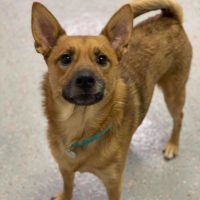 nyshelterpets's tweet photo. πΎ Come visit #TORMOND before time runs out! #NYC He's the perfect companion! #adoptdontshop β€οΈ https://t.co/3oedbJqaAG https://t.co/hrOMrTqtV5