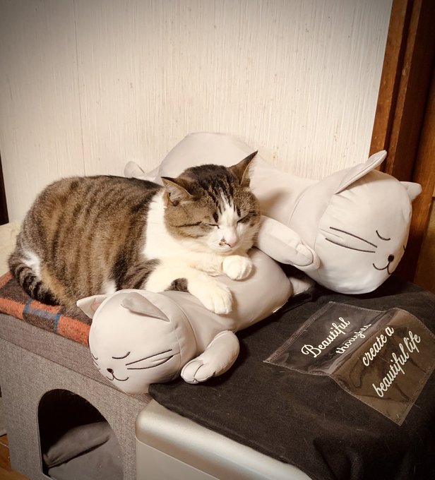 ニトリのNクールのネコぬいぐるみと一緒に積み上がってる😽✨✨
 #今日の猫 