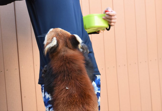 パンダ推しのtwitterイラスト検索結果