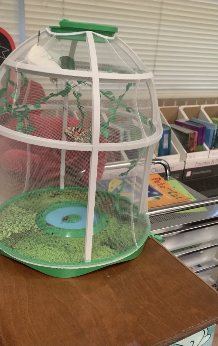 AnneHam74245802's tweet photo. #pisdlachat 

#pisdlachat 
RESEARCH CAME TO LIFE! 
Was not only exciting for our first graders to research butterflies, but they were able to observe the complete lifecycle! https://t.co/RaxYFzqJs5