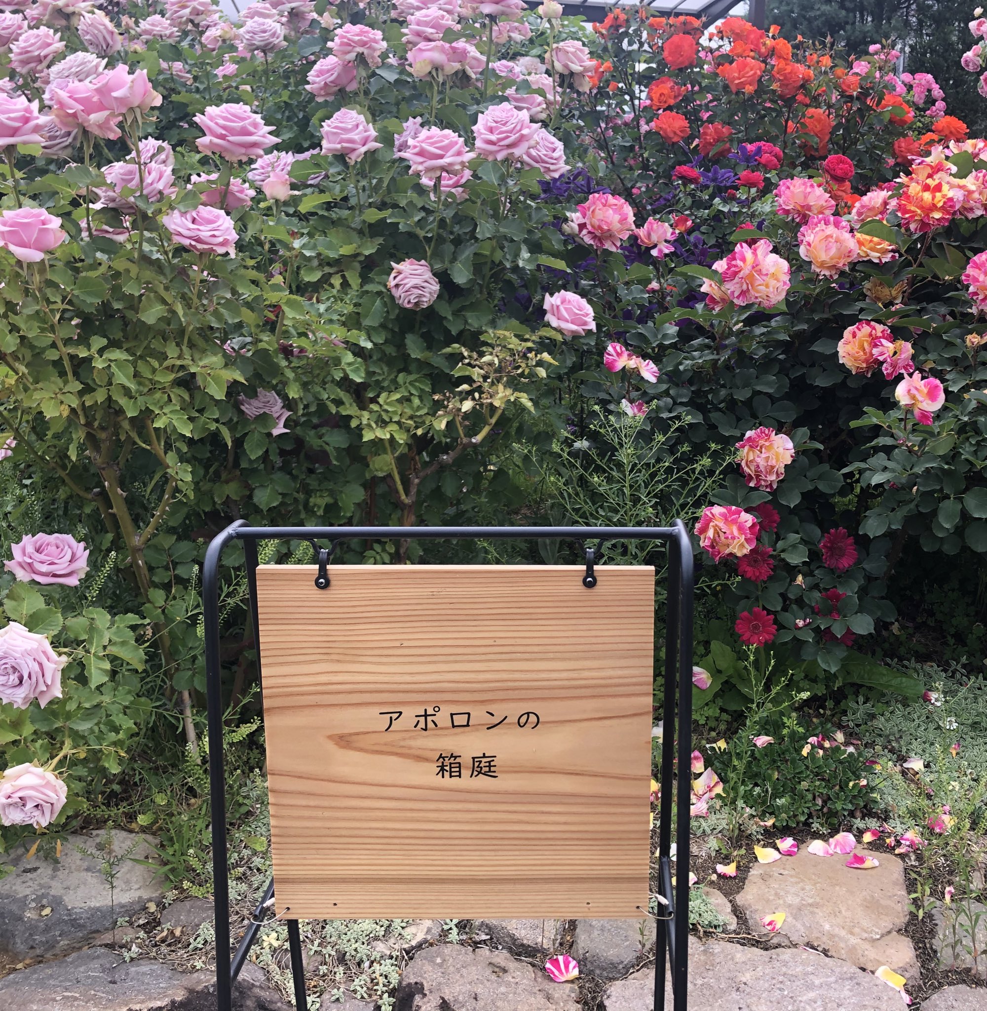 Berenice Asterhiko 星彦さん この春の京成バラ園の錦はモリモリ勢いよく咲いてます 車だと駐車場待機列渋滞するほど混んでますのでぜひ朝早い時間にお出かけください アポロンとアルテミスの庭もありました それにしても ほころびかけのゆらめく