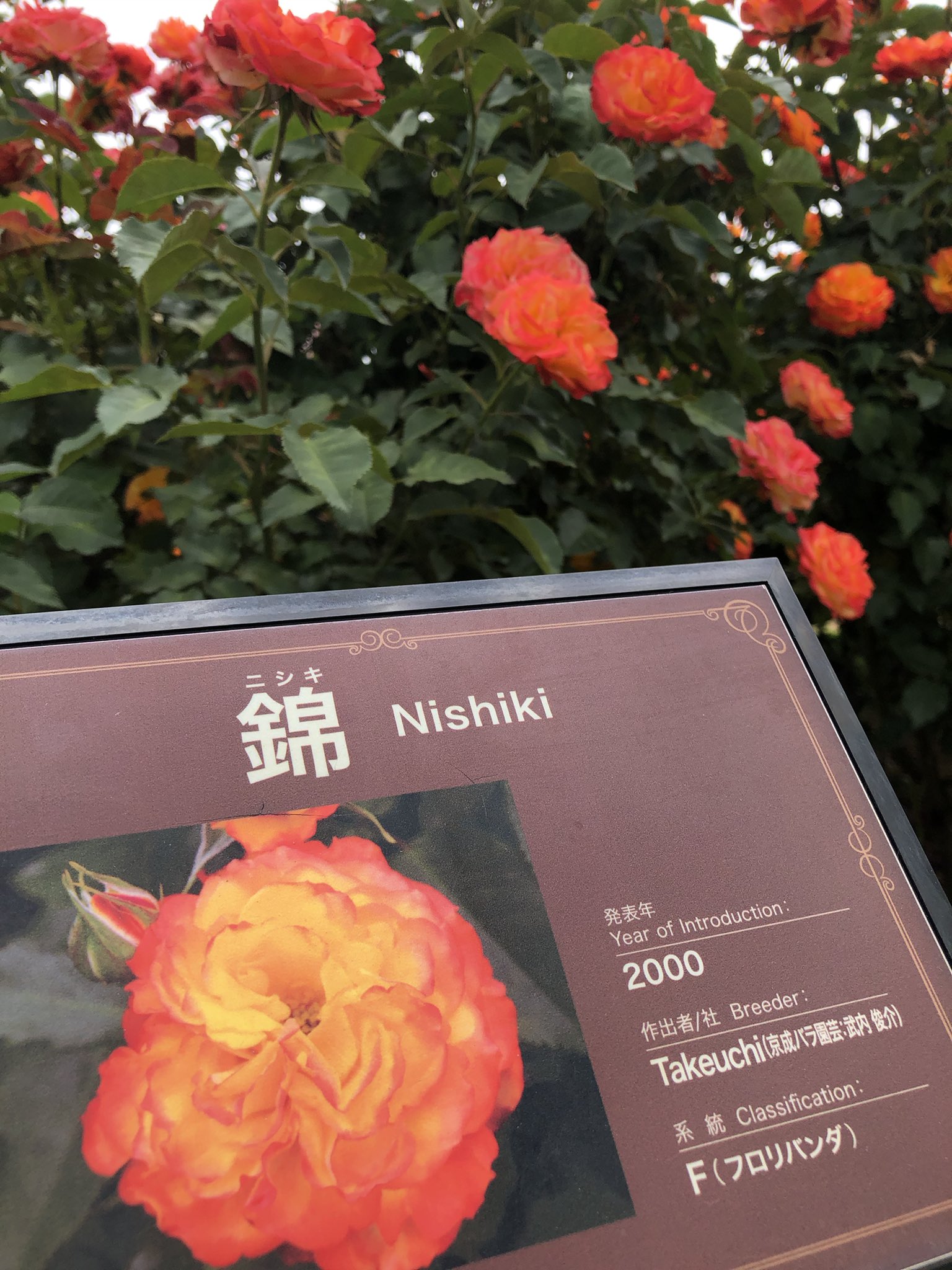 Berenice Asterhiko 星彦さん この春の京成バラ園の錦はモリモリ勢いよく咲いてます 車だと駐車場待機列渋滞するほど混んでますのでぜひ朝早い時間にお出かけください アポロンとアルテミスの庭もありました それにしても ほころびかけのゆらめく