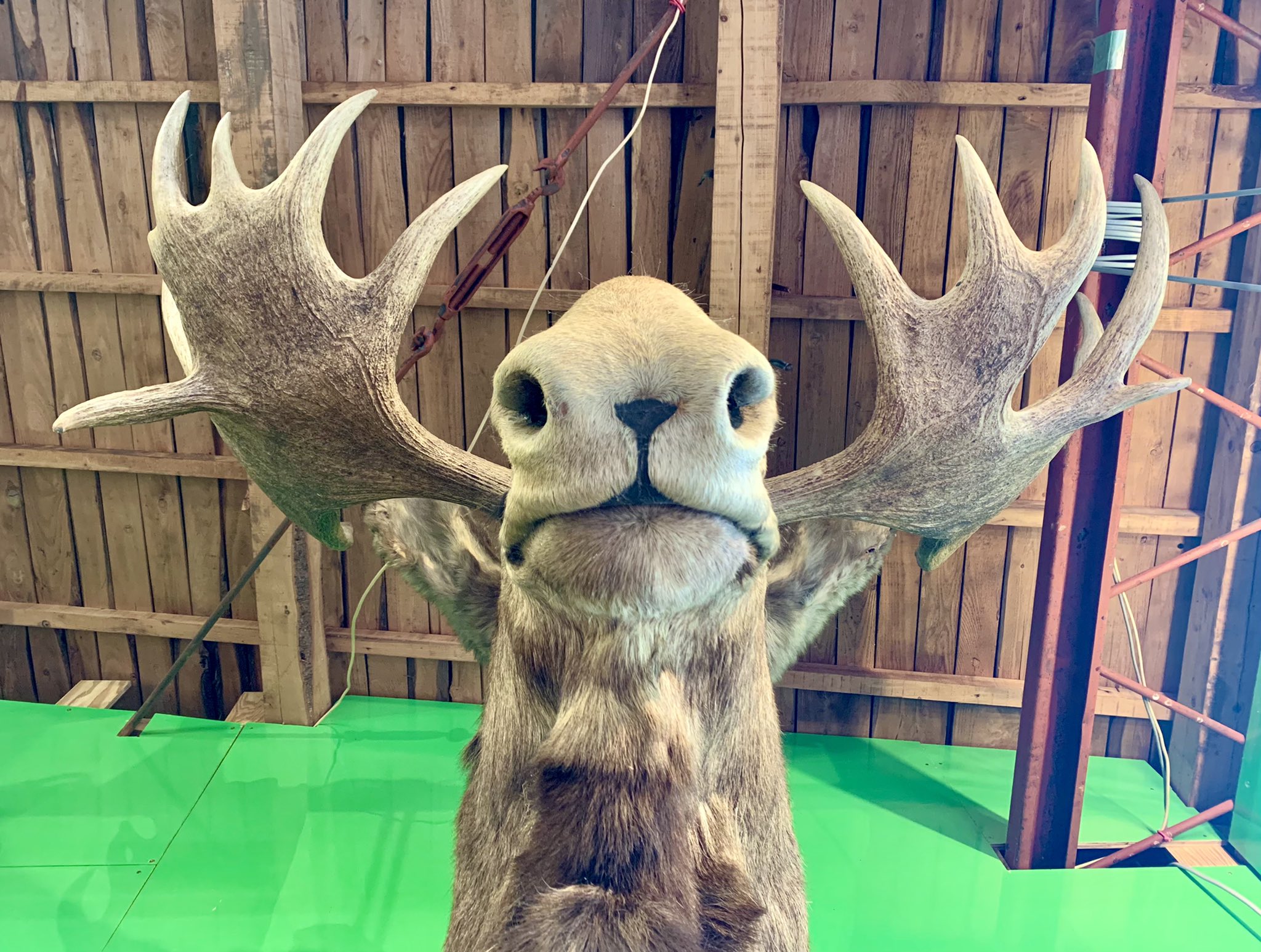 ムースの角（アラスカ）