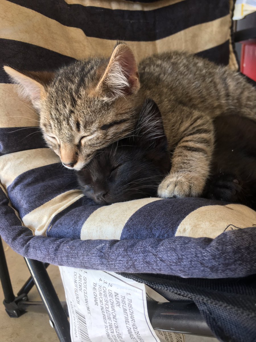 CrowleysSaunter's tweet photo. Meet Gavin (Tiger lookin boi) and Jazz. They always sleep like this and it’s adorable. Inseparable since birth. ❤️ 

Mama’s name is Jade btw https://t.co/fU5Cwx5CmA