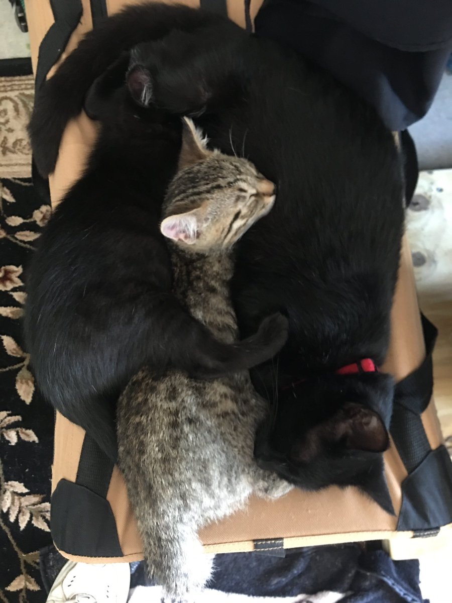 CrowleysSaunter's tweet photo. Meet Gavin (Tiger lookin boi) and Jazz. They always sleep like this and it’s adorable. Inseparable since birth. ❤️ 

Mama’s name is Jade btw https://t.co/fU5Cwx5CmA