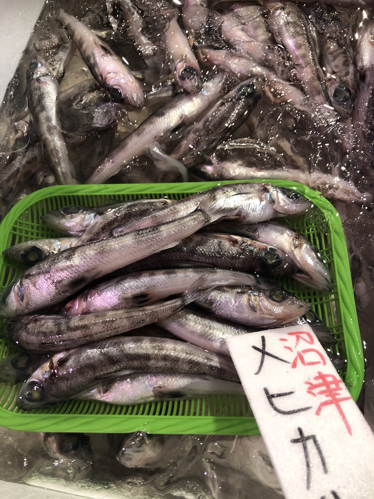 株 魚健 沼津港 Uoken12numazu Twitter