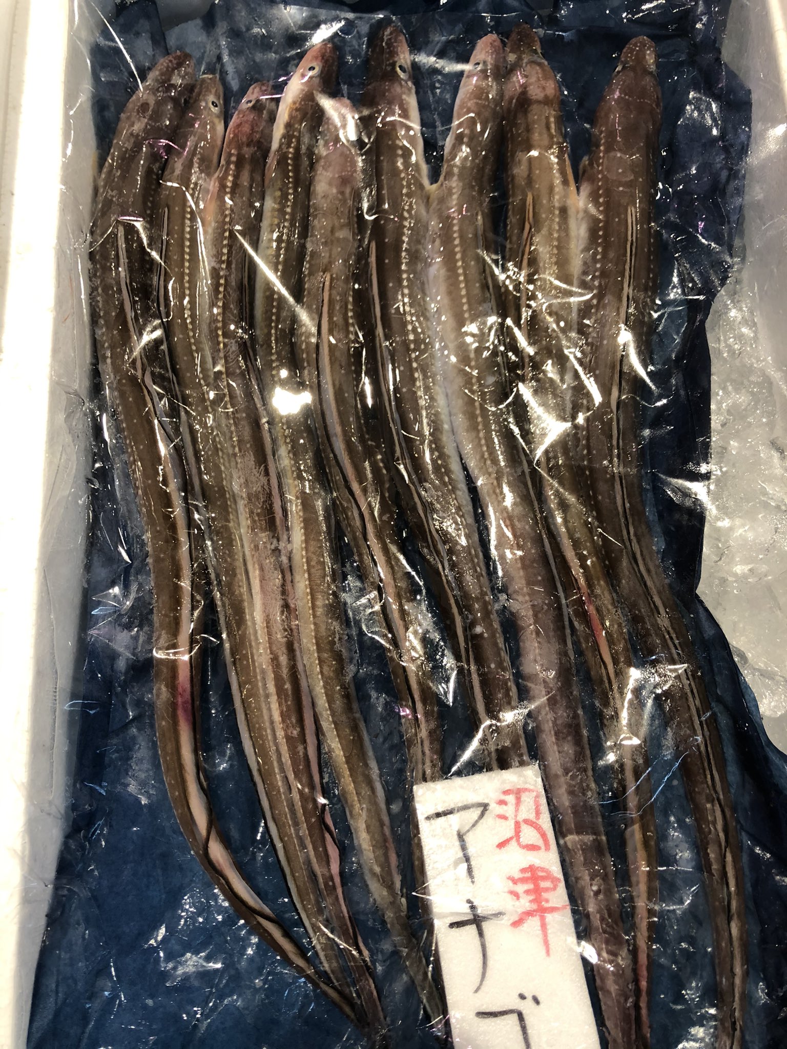 株 魚健 沼津港 Uoken12numazu Twitter