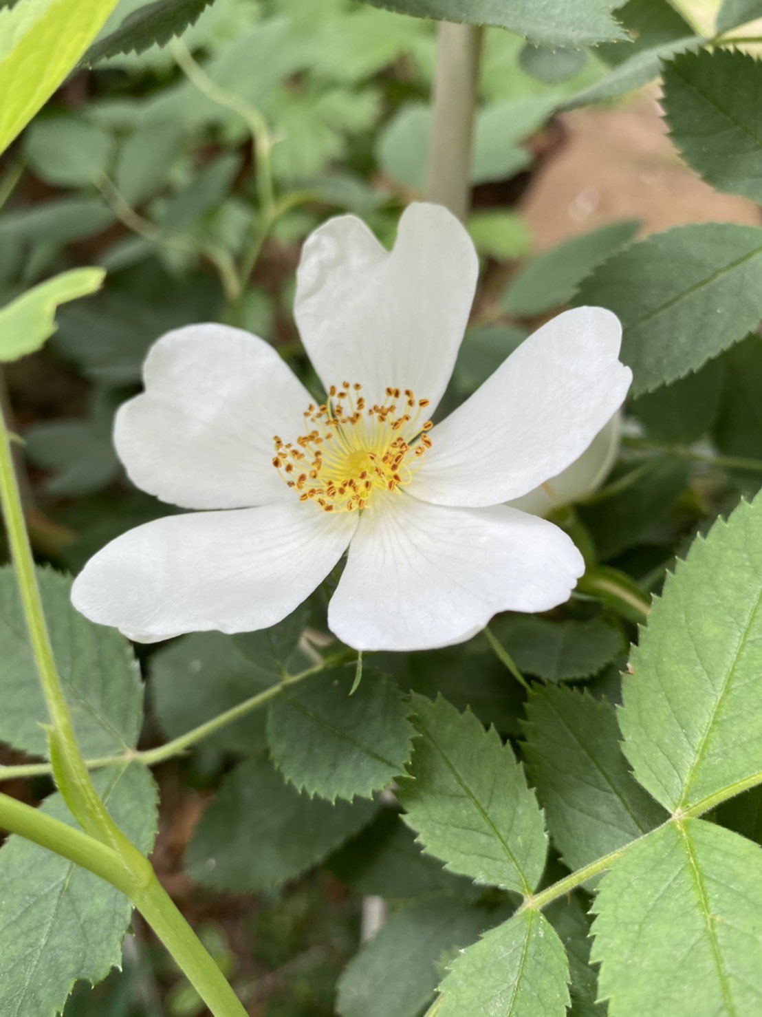 桑原弘明 庭のイヌバラが咲いた T Co R9yj7b7ln0 Twitter