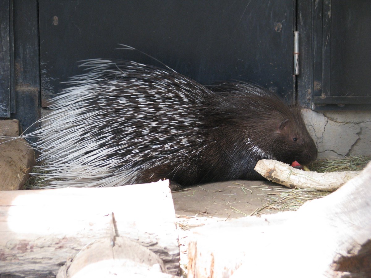 松本市アルプス公園 小鳥と小動物の森 公式 Alps Park Zoo Twitter 松本市アルプス公園 小鳥と小動物の森 公式 Alps Park Zoo Twitter