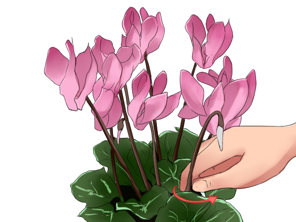 シクラメンのtwitterイラスト検索結果 古い順 シクラメンのtwitterイラスト検索結果 古い順