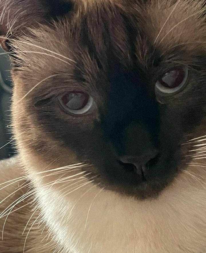 HTSAVIOR's tweet image. meow