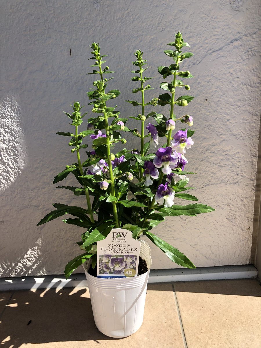 アンゲロニアエンジェルフェイス