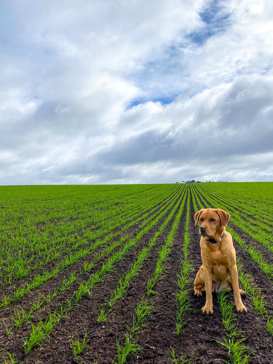 Back to crop checking in Victoria. Windy and cold 🥶
#wheat #broadacre #croppingdogs