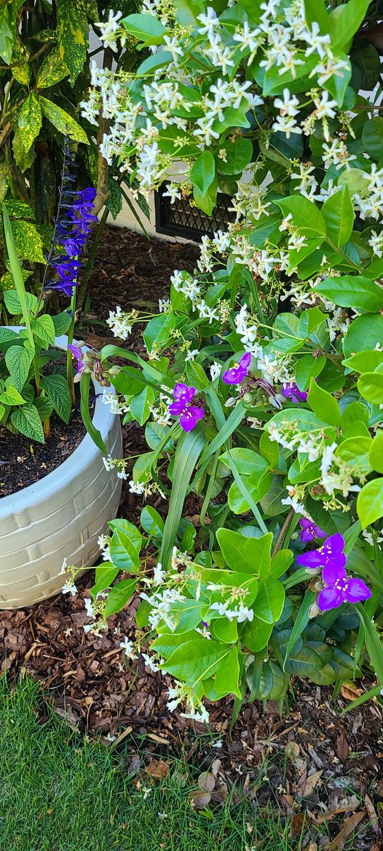 DocJim123's tweet photo. In Michigan I used to plant jasmine and take it inside each winter. One of the best perks of #SouthernLiving is the smell of #jasmine #SouthernLife #sweetsmells .@GAinesvilleCVB #LifeinGainesvilleGA https://t.co/tPG62vbX0s