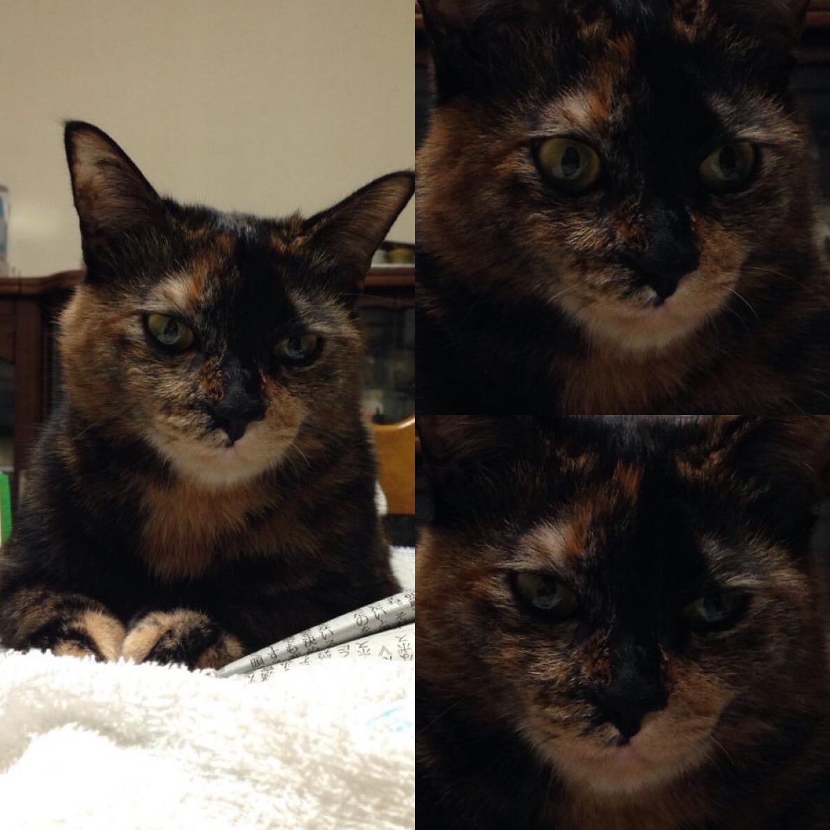 悪魔猫 悪魔猫