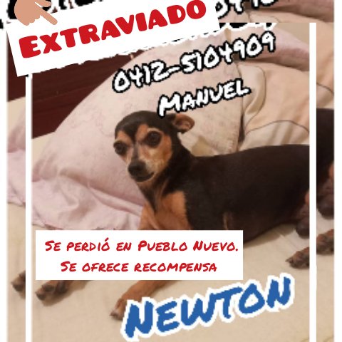 Reporte Animal Venezuela tweet media