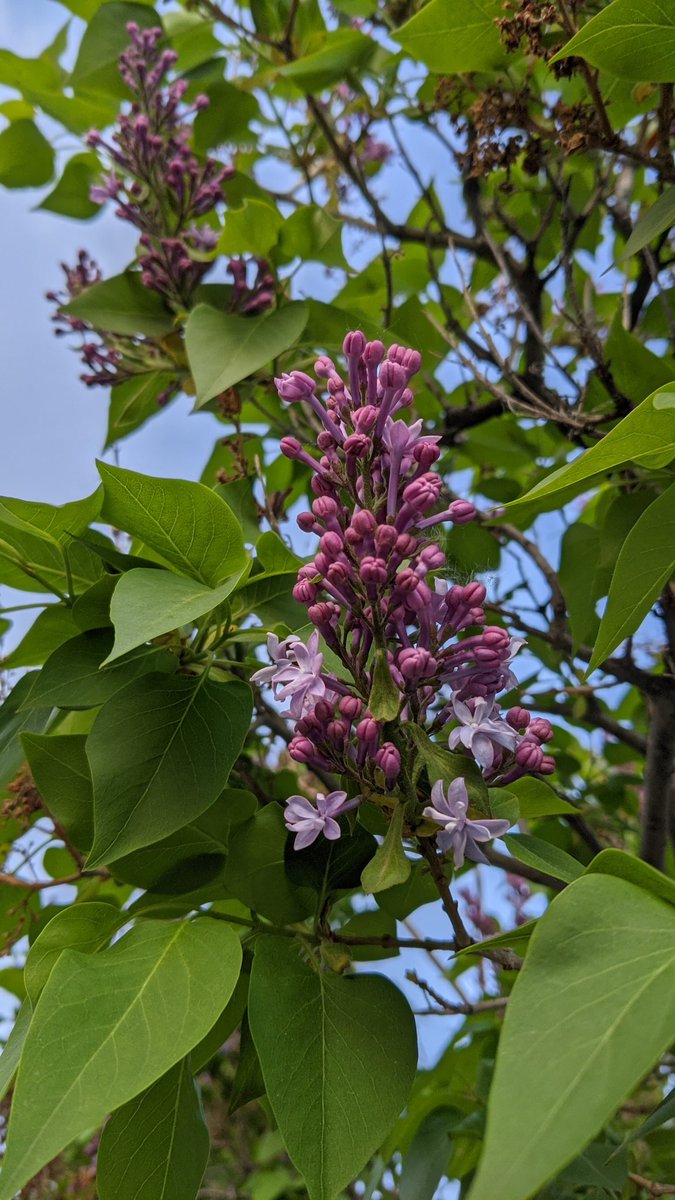 AnonymousMess's tweet image. The spring trees are in full bloom!