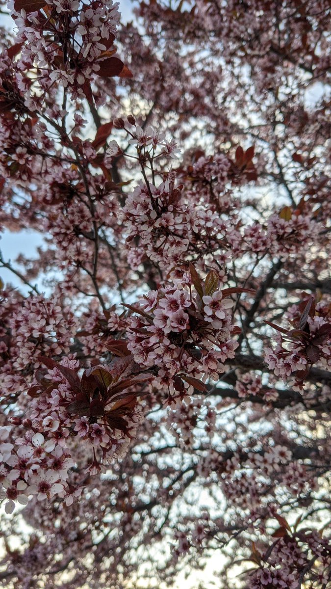 AnonymousMess's tweet image. The spring trees are in full bloom!