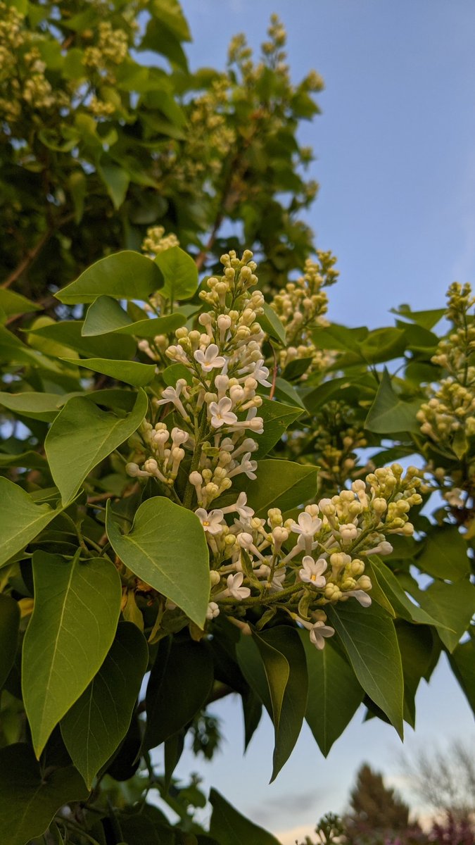 AnonymousMess's tweet image. The spring trees are in full bloom!