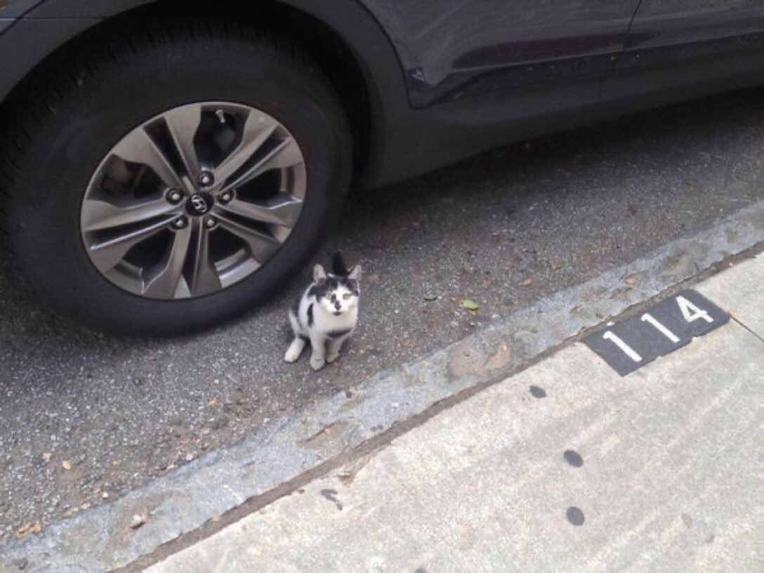 Most of the cats you meet on the street speak of true love.