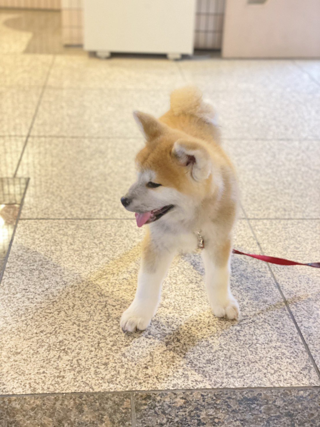 フロリダ亭 夕方まで待ってまーす 触りに来てね 池袋カレー 池袋グルメ 秋田犬 ひなちゃん マスコット犬 生後2ヶ月 癒し犬 池袋マスコット犬ひなちゃん T Co Lmjpx2vm0k Twitter