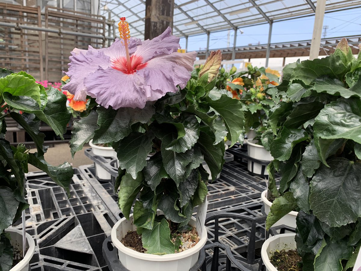 ট ইট র 東京花壇 青い ハイビスカス ハイビスカスデニムブルー 珍しい ブルー系ハイビスカスです 涼しげで爽やかなブルーグレーな花色 アンティーク系の色でお洒落な デニムブルー 大輪で 花も凄く大きいです 営業時間