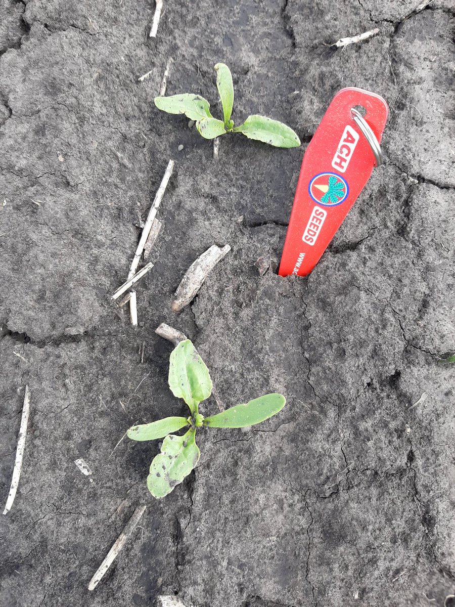 andy_finkral's tweet photo. Nice looking true leaf beets in North Dakota! Richland County! https://t.co/DNlVPcNxqQ