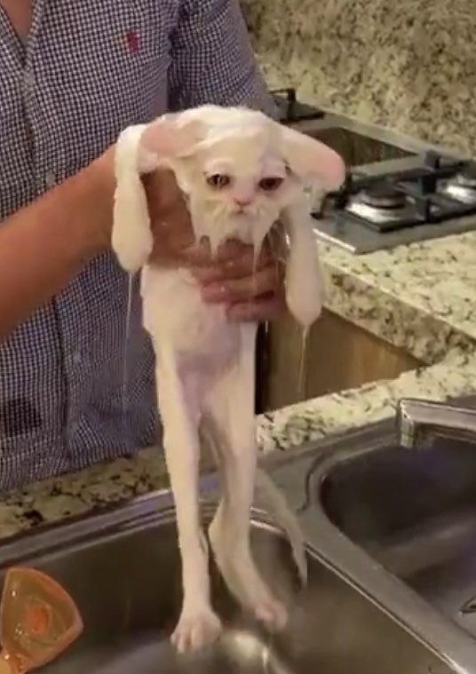 Nadie:
El pastel de tres leches: