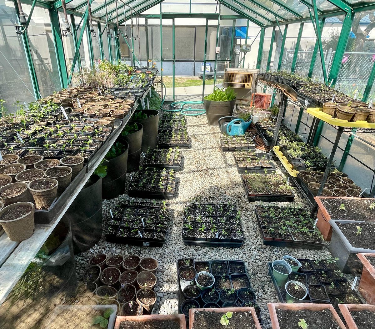 2edengardens's tweet photo. All our baby plants maxed out the @oakparkusd greenhouse @OakHillsCoyotes! Next week, thanks to the awesome support we get from OPUSD M&O, we will start to use more of the available vertical space #rackthem #stackthem #theskysthelimit #greenhouseupdate https://t.co/9ti9ZWaFYl