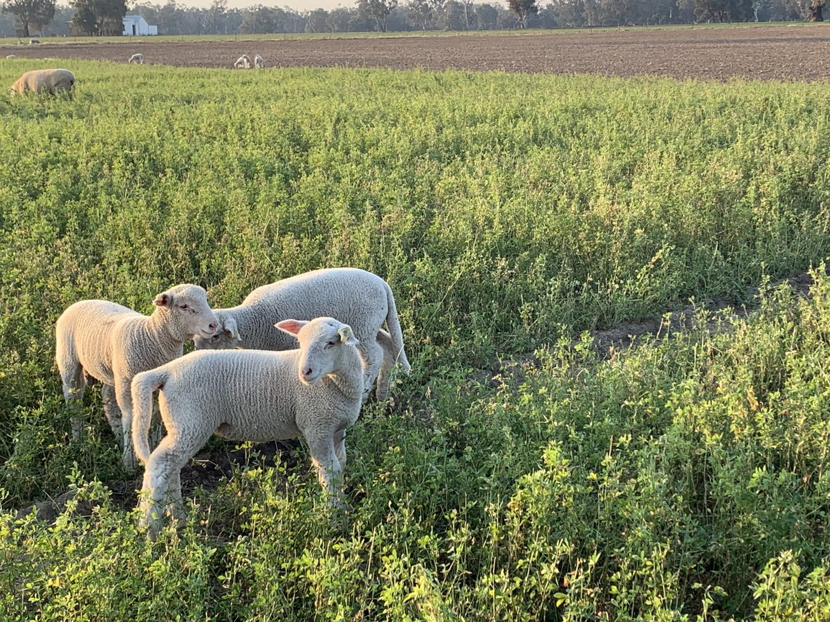 Kentish Downs Poll Dorset stud April drop lambs enjoying themselves. So far 210 ewes have lambed and we have tagged 330 lambs that have averaged 5.0 kg at birth. All progeny have full pedigree and will be genomic tested to assist with eating quality and breeding value accuracy.