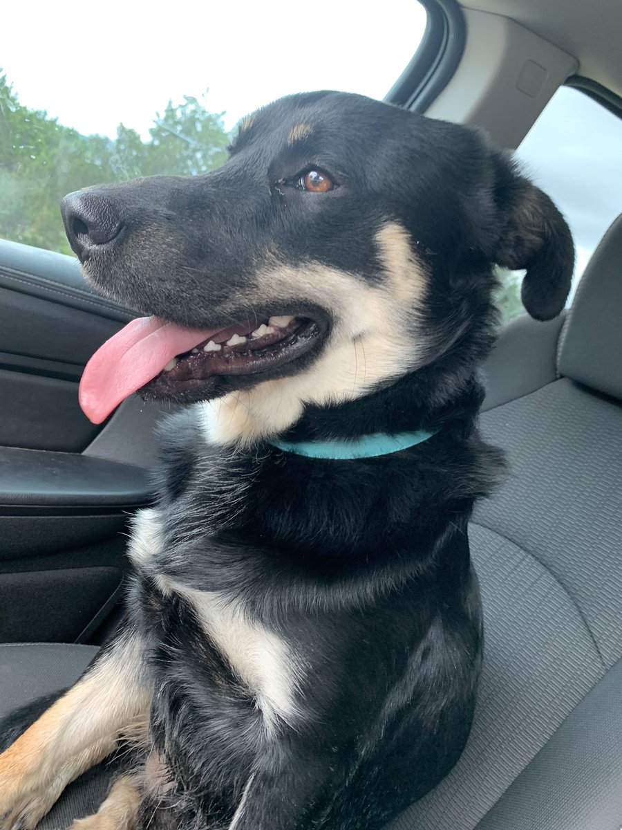 badass_haley's tweet photo. Brutus ❤️ https://t.co/kouUjB2giQ
