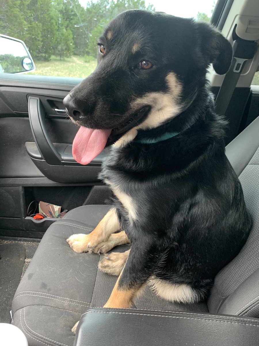 badass_haley's tweet photo. Brutus ❤️ https://t.co/kouUjB2giQ