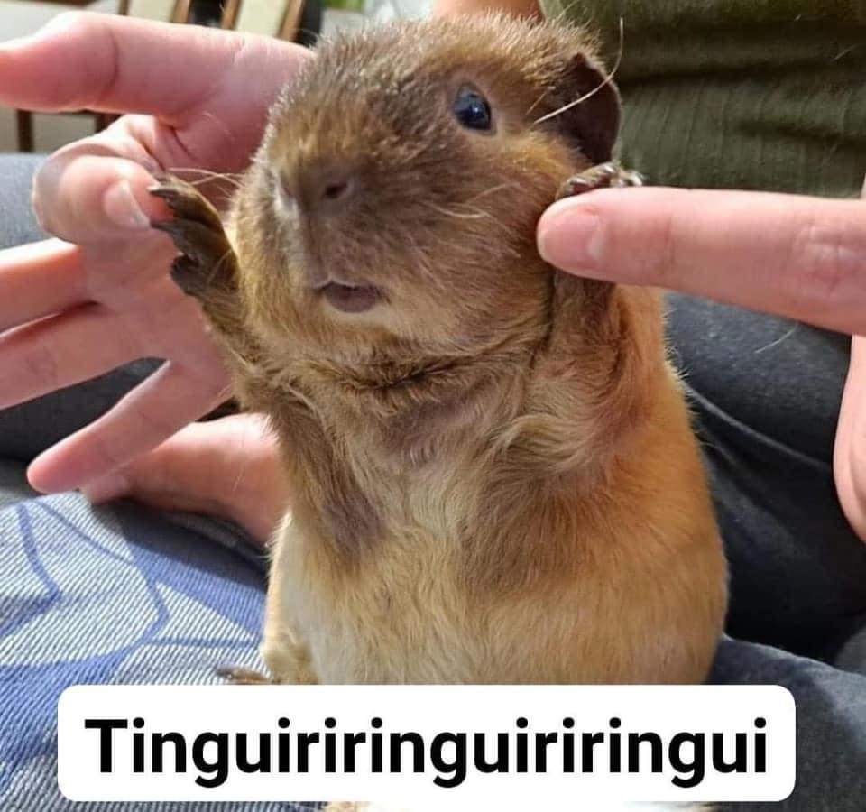 arcueidmich's tweet photo. Todos en la oficina con Bruno https://t.co/WO2StbVLpp