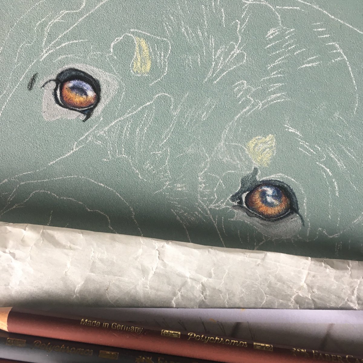 Sandraksnd's tweet photo. So I couldn't sleep this morning so I decided to start this big boy.Its a surprise i"v been meaning to do for a while, Meet handsome Murphy #petportraiture #surprisegift #rothweiler #murphy #rothweilerslovers #rothweilerlove #rothweilerclub #scruffydogart #irishpetportraitartist https://t.co/B2Ni1G904O
