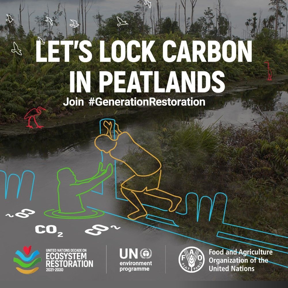 UNEP's tweet image. Peatlands cover just 3% of the planet's land but store 30% of its soil carbon.
Let's work together for peatlands by keeping peat carbon in the ground &amp;amp; rewetting the ones that have already been drained.
Join #GenerationRestoration for #WorldEnvironmentDay: bit.ly/3tHWME6