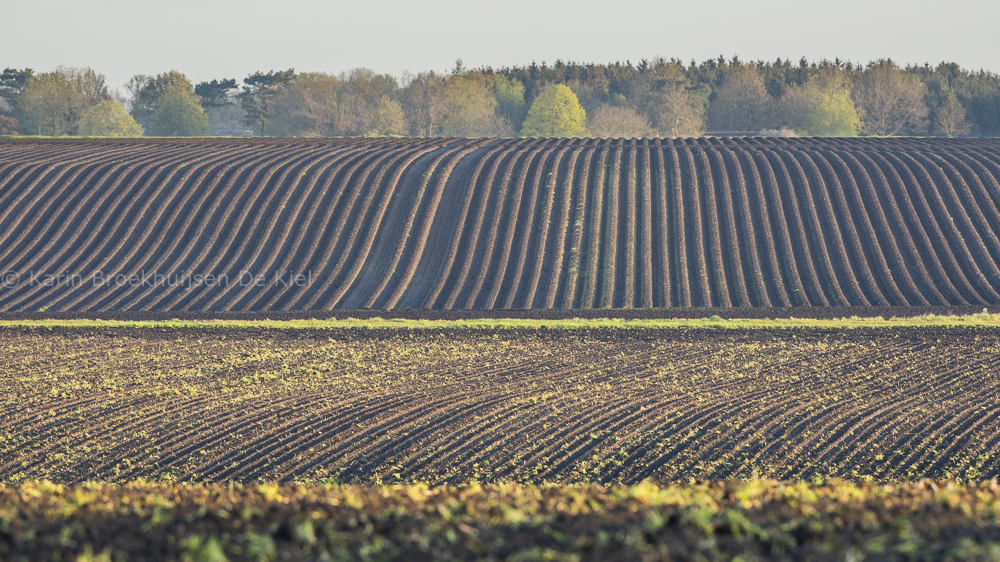 De #Hondsrug, in vol ornaat😉in het #Geopark waarom #Drenthe zo bijzonder is, #oerDrenthe #Drenthedoetwatmetje #ijstijd, #glooiend #landschap, ik ben er dol op