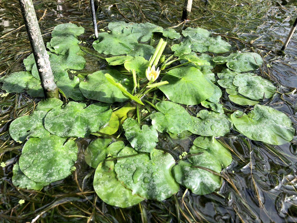 Perfectly small! Nymphaea thermarum has produced its first flower of the year <a href="/CUBotanicGarden/">Cam Botanic Garden</a> - a tiny water lily species endemic to #Rwanda 🇷🇼- unfortunately its extinct in the wild - these little plants offer hope for the future thanks to <a href="/kewgardens/">KewGardens</a> &amp; <a href="/BonnGardens/">Bonn Botanic Gardens</a>