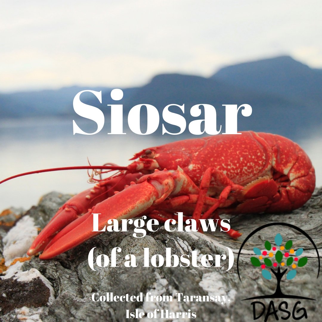DASG_Glaschu's tweet photo. https://t.co/gDUd7bgDaz
🦀
SIOSAR - LARGE CLAW (OF A LOBSTER)
🌊
#siosar #claw #giomach #maoraich #lobster
🦐
#Tarasaigh #Taransay #NaHearadh #IsleofHarris
#Gàidhlig #Gaelic #DASG https://t.co/SLto13k0Lv