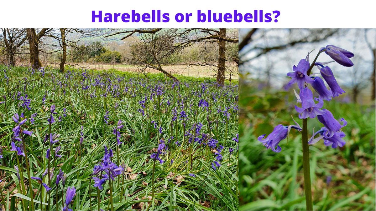 Harebells or Bluebells?  We're not sure.  Either way the site is covered with them at the moment and we think they are beautiful 
What do you think?