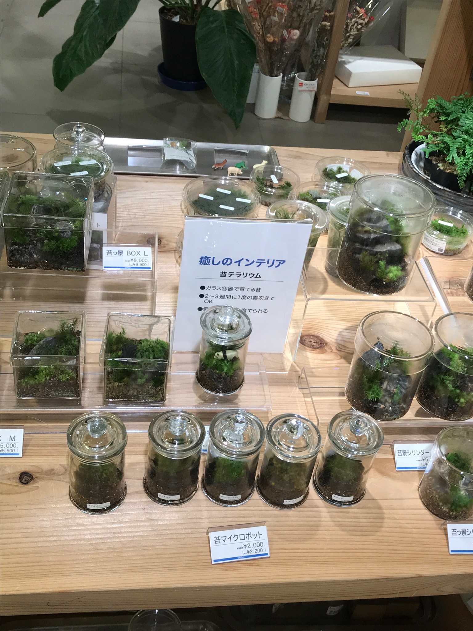 観葉植物 ボタニカルラウンジ Onlineショップopen コケの人気が止まらない ボタニカルラウンジそごう大宮店に Warannahito さんの苔テラリウムが入荷しています そして すでにどんどん売れております コケの魅力に みんな気づいてしまいましたね