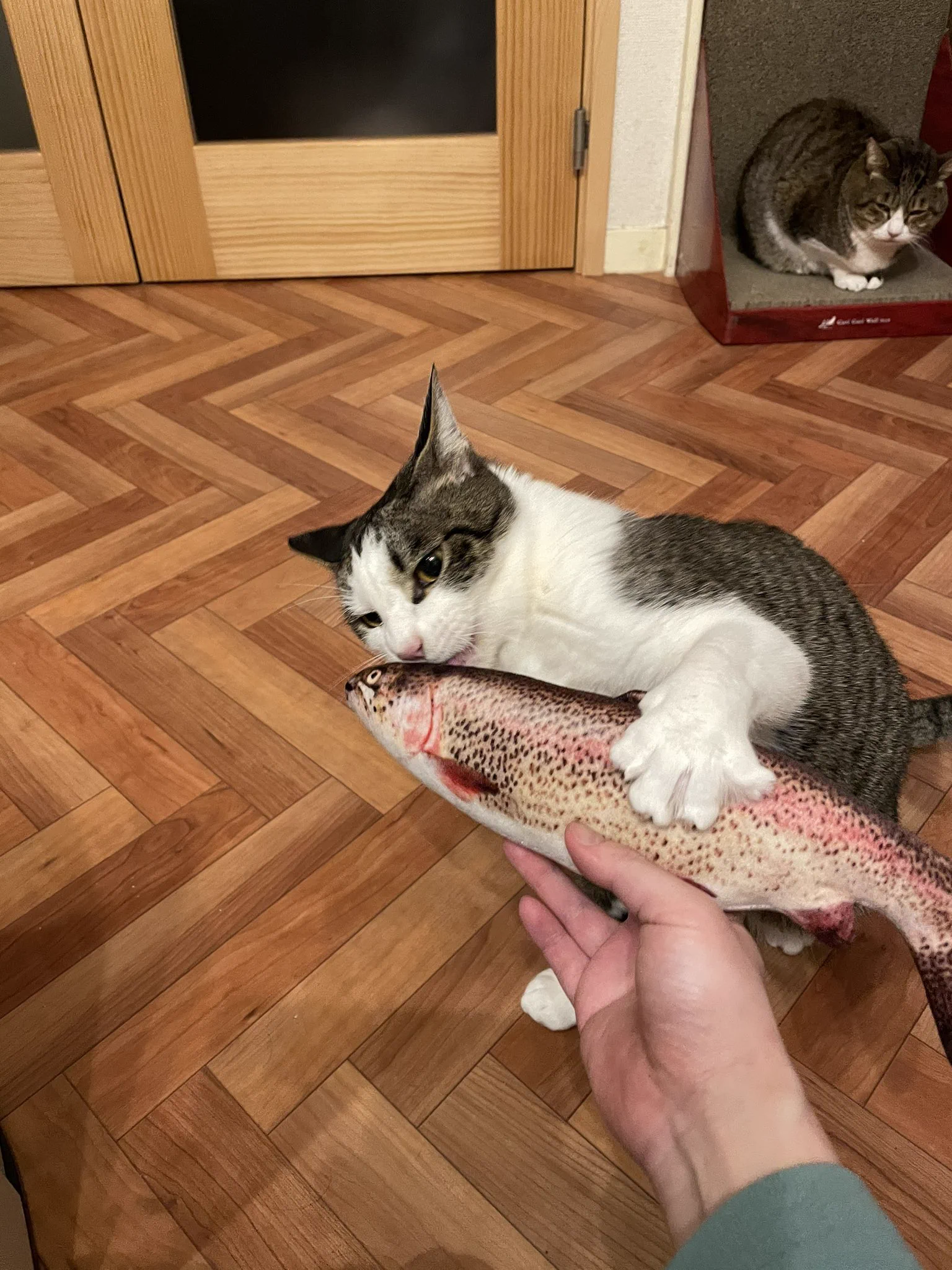 猫へのお土産！リアルな魚のぬいぐるみの中身は無農薬またたび100％！