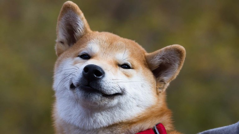 KriptologyTr's tweet photo. 5 trilyon Shiba Inu (SHIB), satılmak üzere Hint yardım fonundan çıktı! 

#SHIB #bitcoin https://t.co/5zPuuXNwML