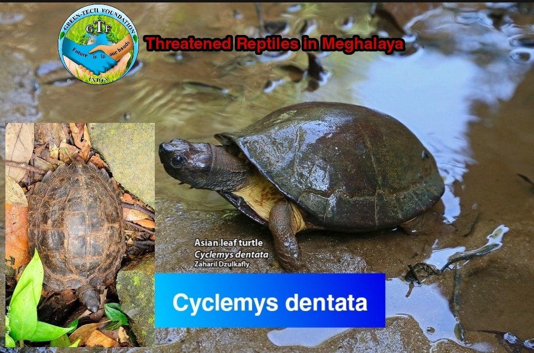 GTFmeghalaya's tweet photo. #reptiles #savefauna #wildlife #nature #greentechgoundationmeghalya #forfuturegenerations #environment
Refered as per 'Table 2: Threatened Reptiles in Meghalaya' of 'List of Threatened Faunal Species in Meghalaya' - 'Meghalaya Biodiversity Board, Govt. of Meghalaya') https://t.co/KUBB3vNEph