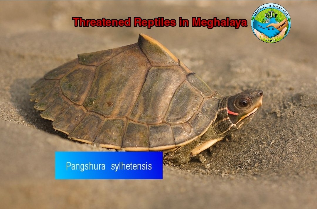 GTFmeghalaya's tweet photo. #reptiles #savefauna #wildlife #nature #greentechgoundationmeghalya #forfuturegenerations #environment
Refered as per 'Table 2: Threatened Reptiles in Meghalaya' of 'List of Threatened Faunal Species in Meghalaya' - 'Meghalaya Biodiversity Board, Govt. of Meghalaya') https://t.co/N35Mxc8FTM