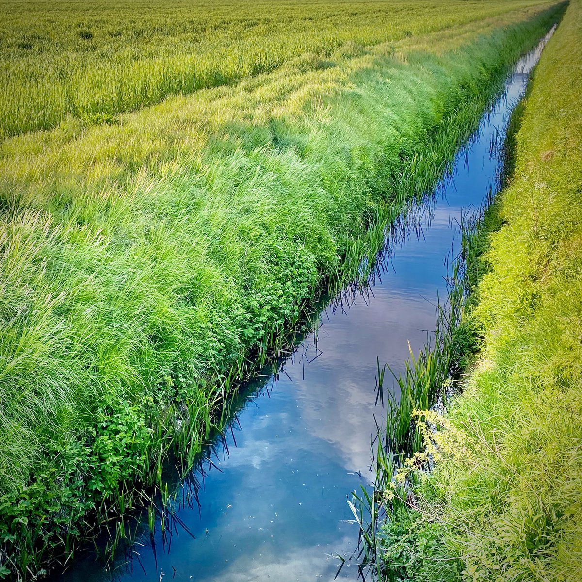 AngelGurriaQ's tweet photo. Fens
Fenlines
Fenlands
Farmlands
#Outside #Cambridge #ThisIsCambridge https://t.co/mzEy5dupYp