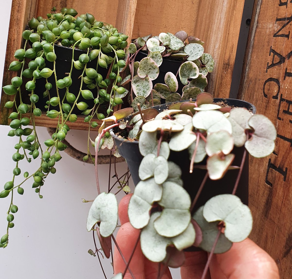 succuandstrings's tweet photo. Silver string of hearts are available too! #stringofhearts #houseplants https://t.co/96qnZcZNXk