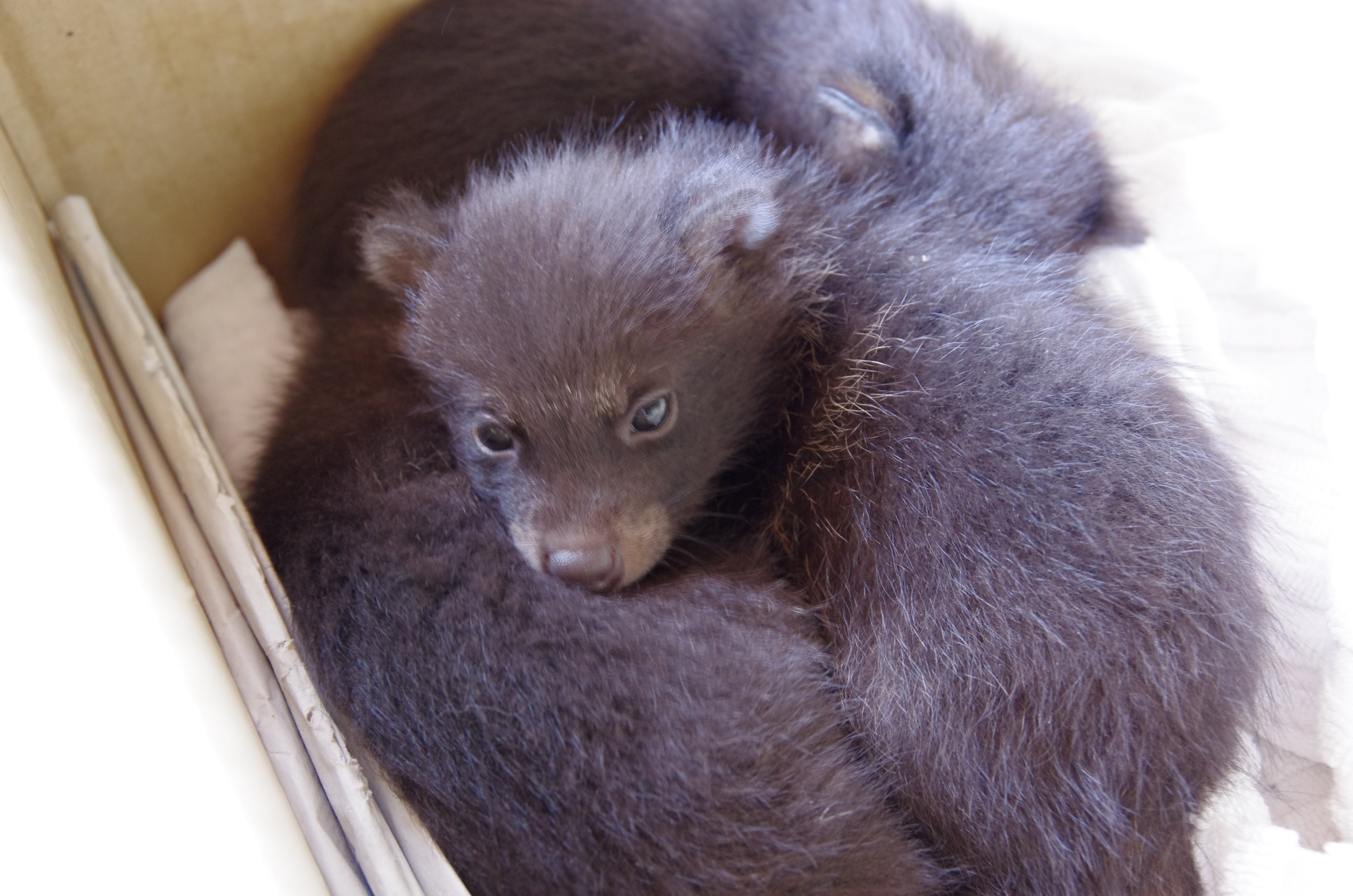 今年もそろそろ季節です 拾った子犬は実はタヌキかもしれません 話題の画像プラス