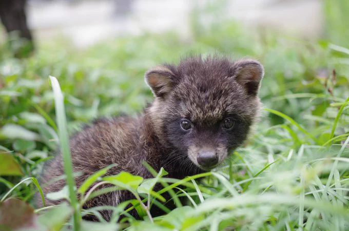 今年もそろそろ季節です…拾った子犬は実はタヌキかもしれません？！