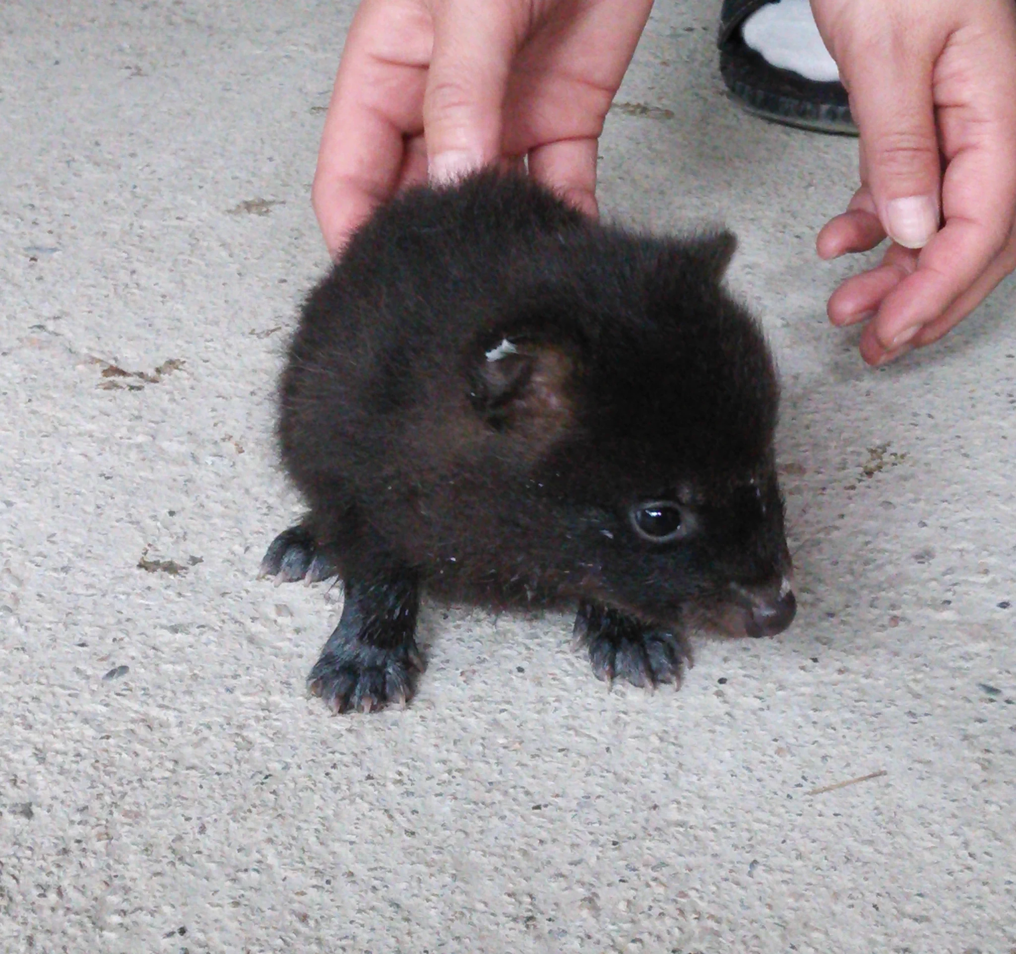 今年もそろそろ季節です…拾った子犬は実はタヌキかもしれません？！
